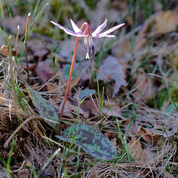 Image of Dog tooth lily