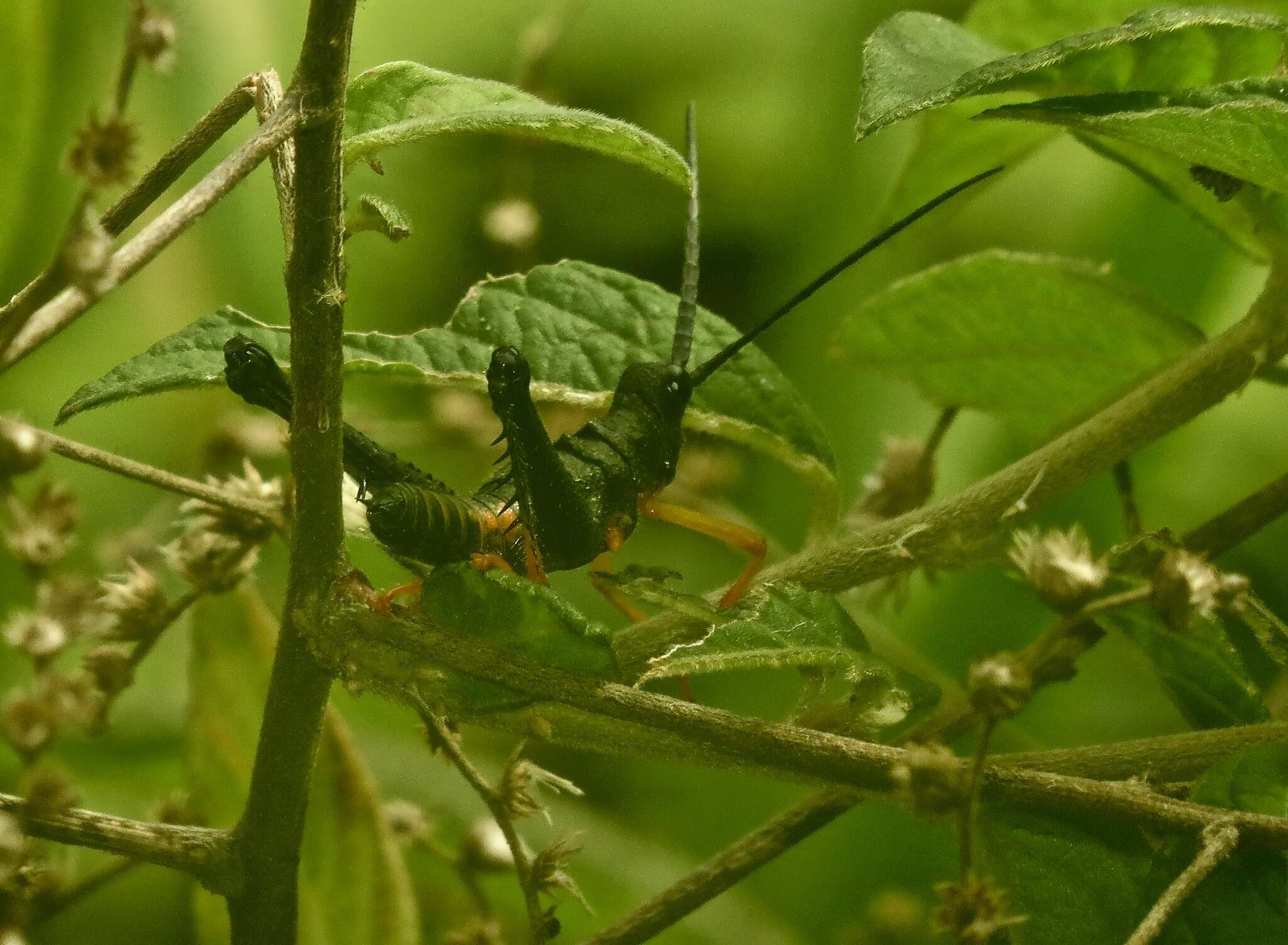 Piezops ensicornis (Stål 1878)的圖片