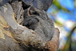 Image of owlet-nightjars