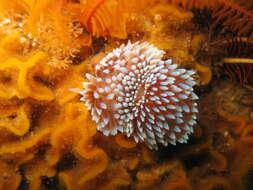 Image of Cape silvertip nudibranch