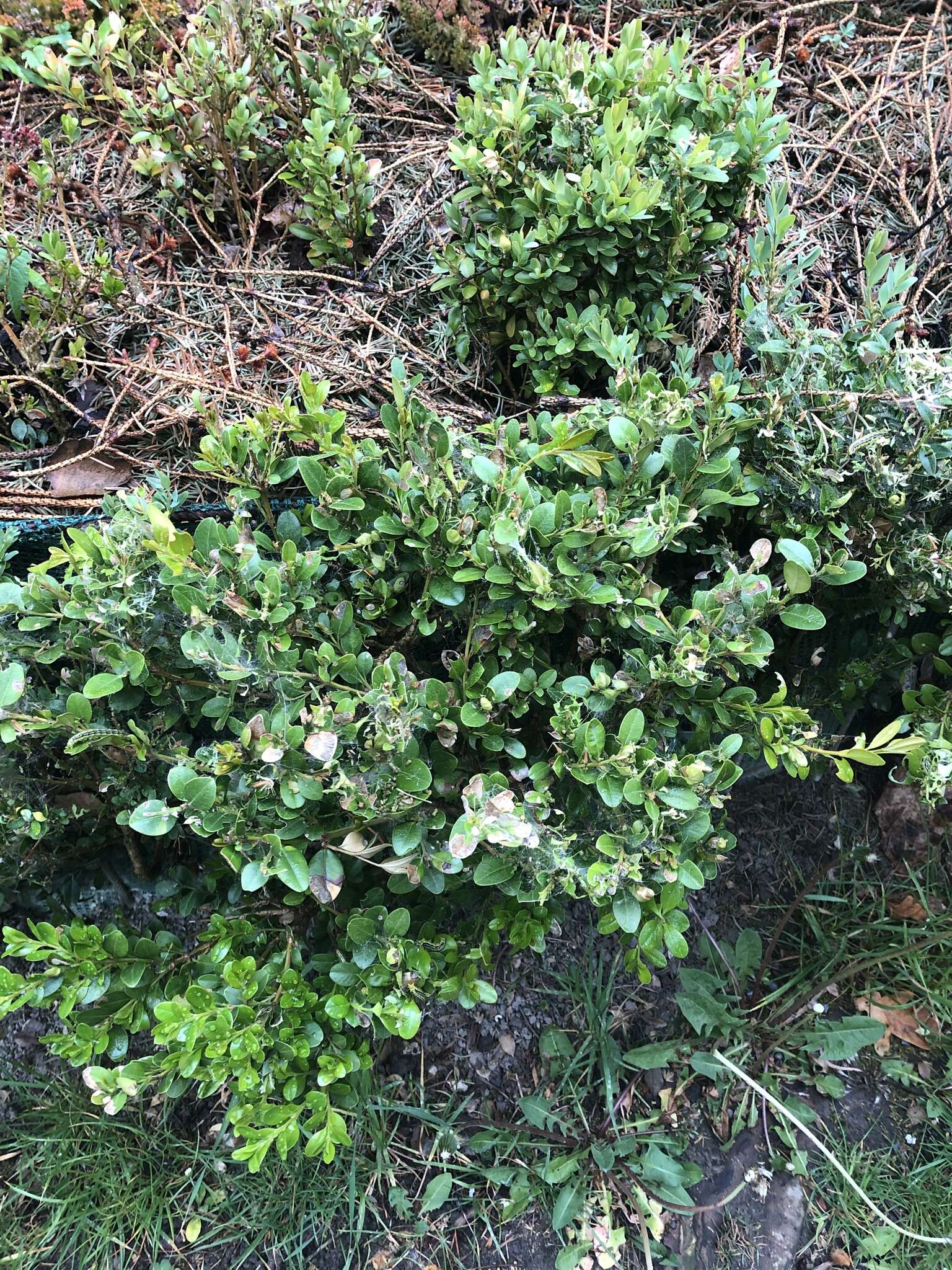 Image of Buxus sempervirens L.