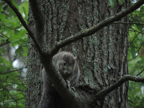 Image of Delmarva Peninsula fox squirrel