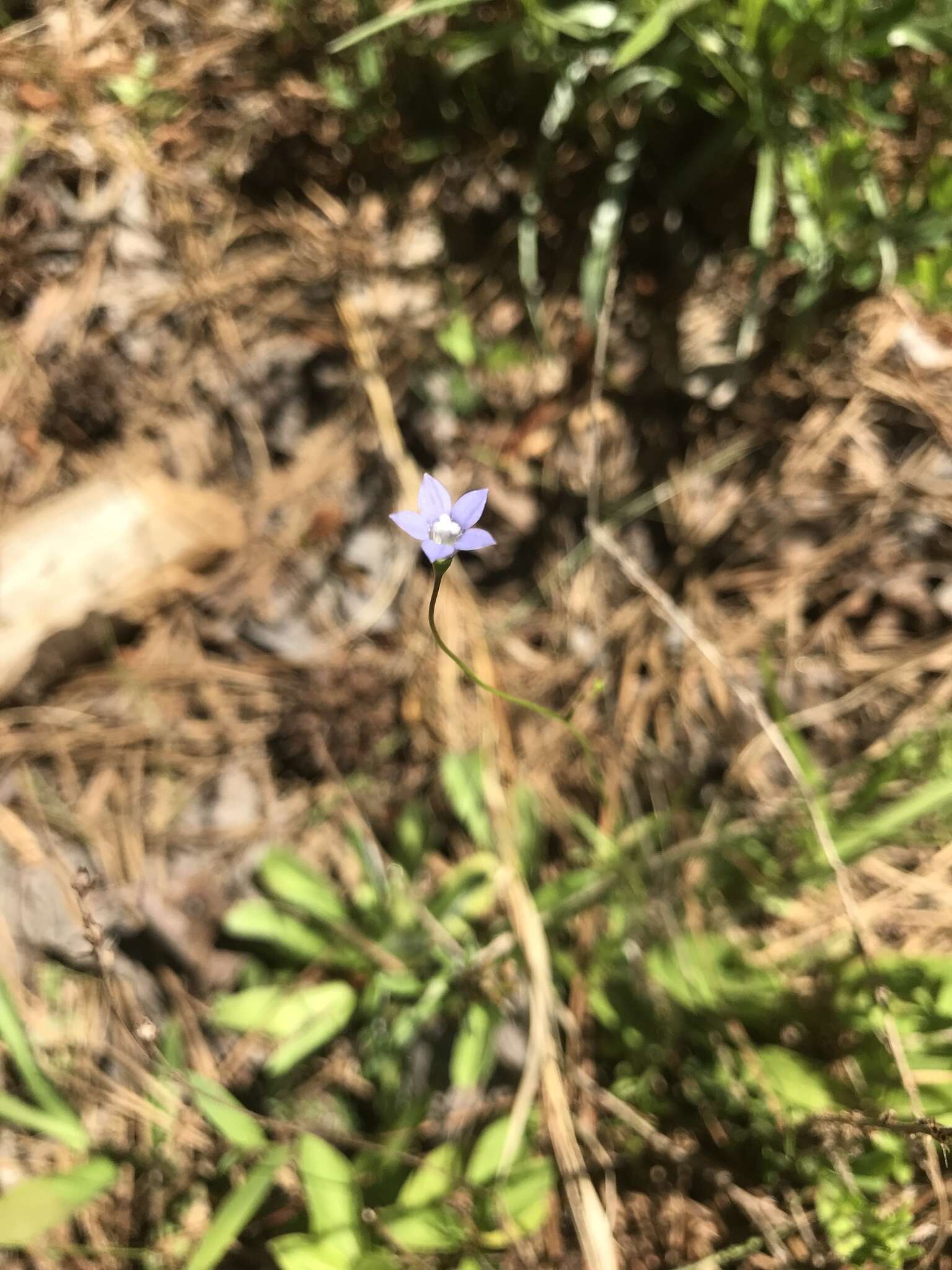 Image of southern rockbell