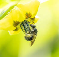 Lasioglossum pectinatum (Robertson 1890)的圖片