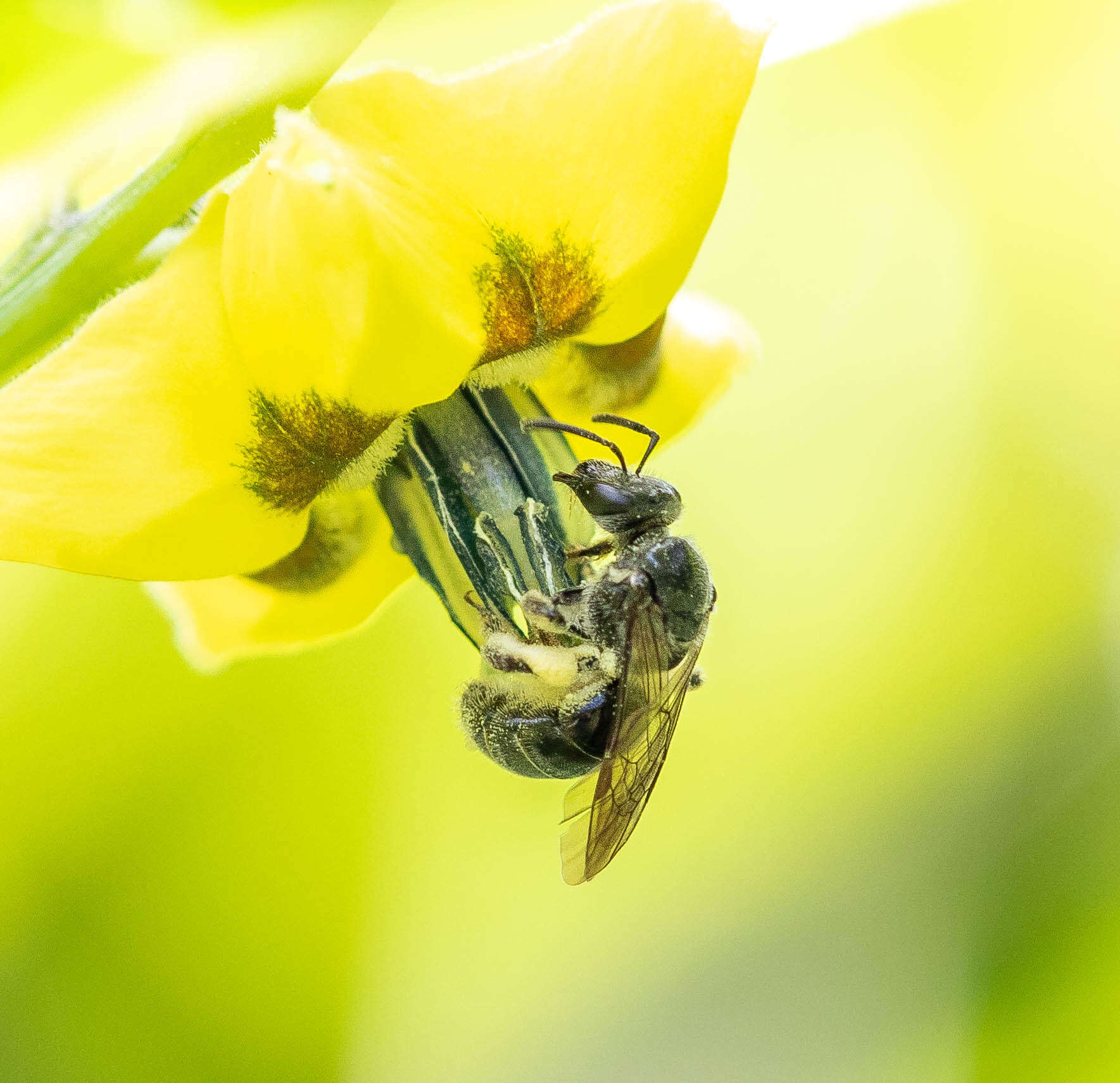 Plancia ëd Lasioglossum pectinatum (Robertson 1890)