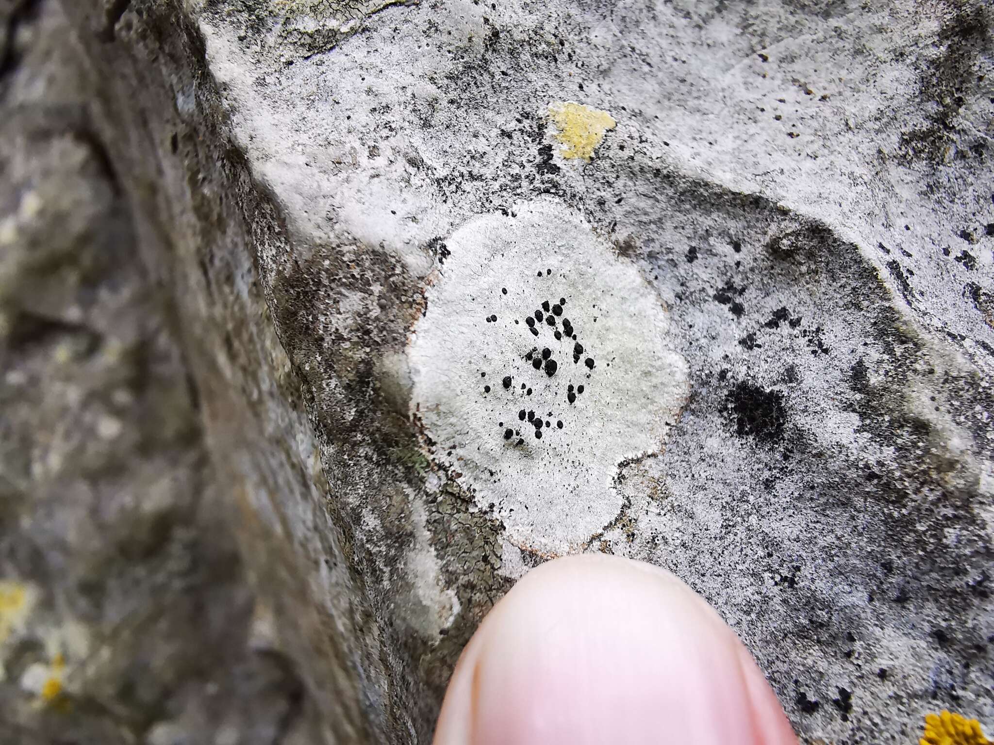 Image of Buellia trachyspora Vain.