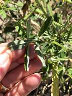 Image of Crotalaria lanceolata subsp. lanceolata