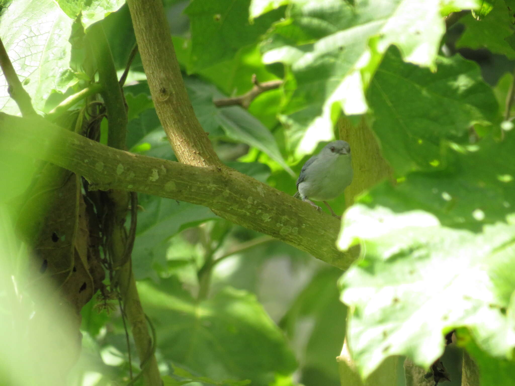 Image of Pearly-breasted Conebill