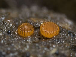 Image of Sarcoscypha coprinaria (Cooke) Nmichi, Kholfy., Ouabbou., Belahbib., Touhami., Benkirane & Douira 2017