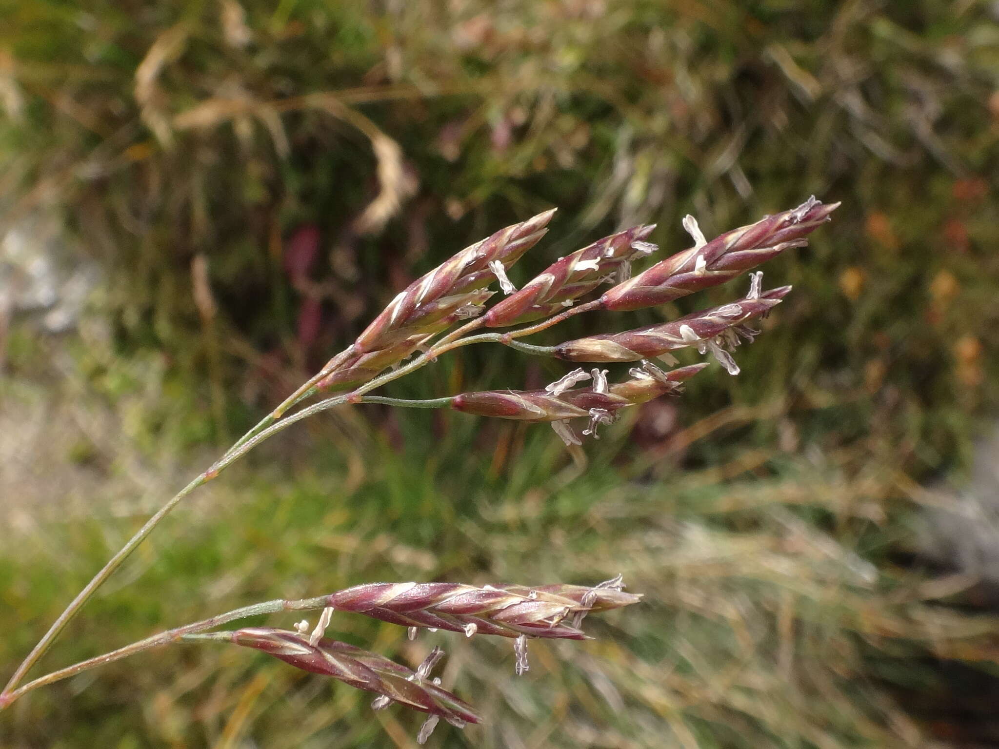 Image of Festuca varia Haenke