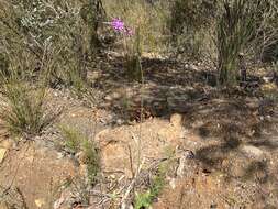 Image of Liniment Plant