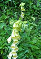 Imagem de Digitalis grandiflora Mill.