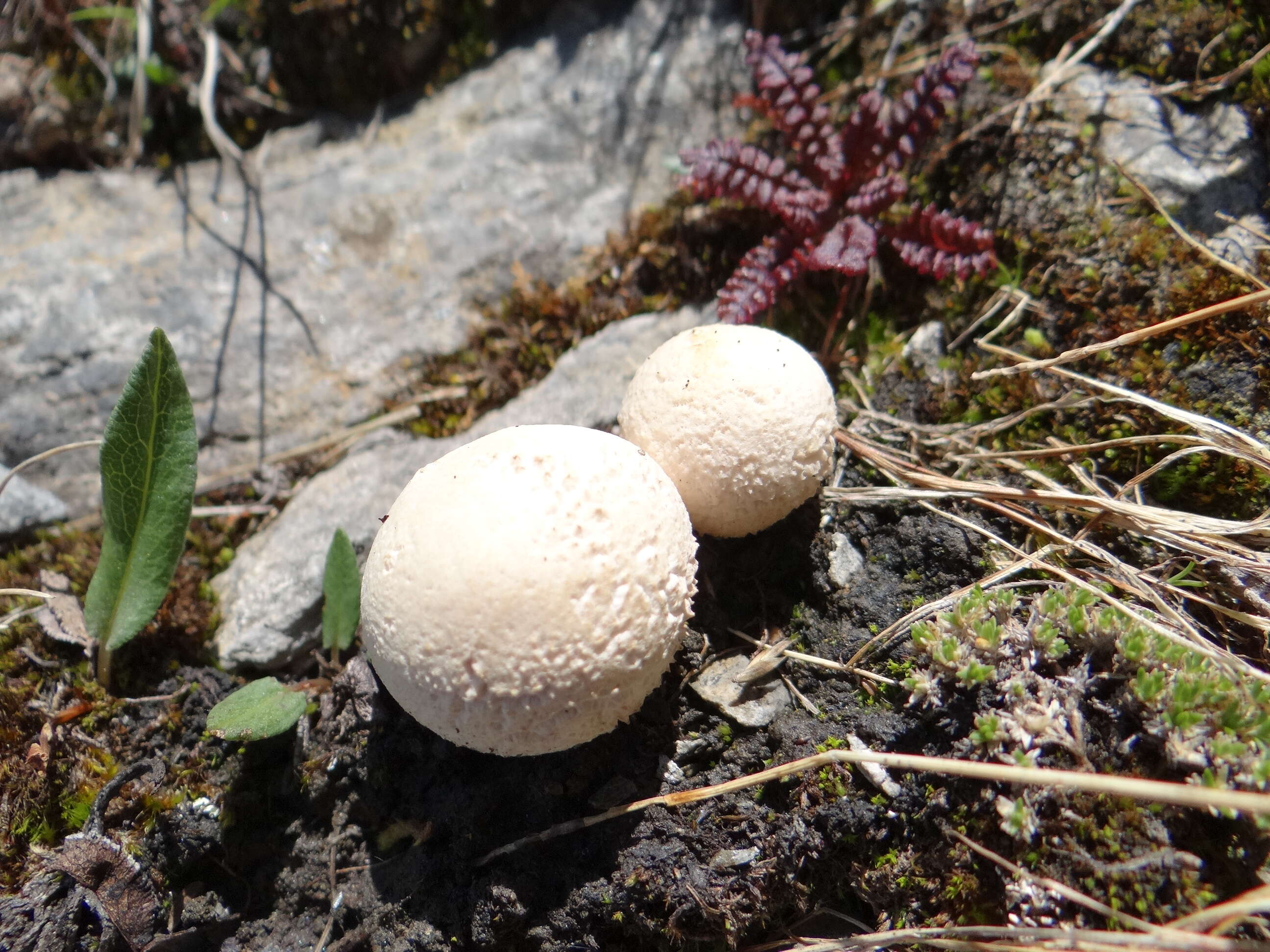 Imagem de Lycoperdon pratense Pers. 1794