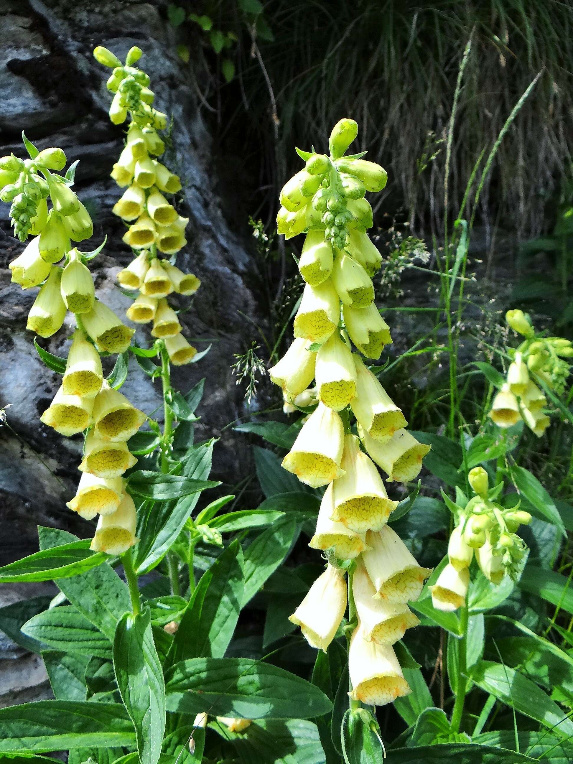 Imagem de Digitalis grandiflora Mill.