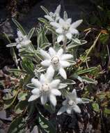 Image of edelweiss