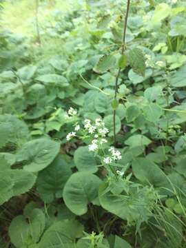 Imagem de Galium boreale L.