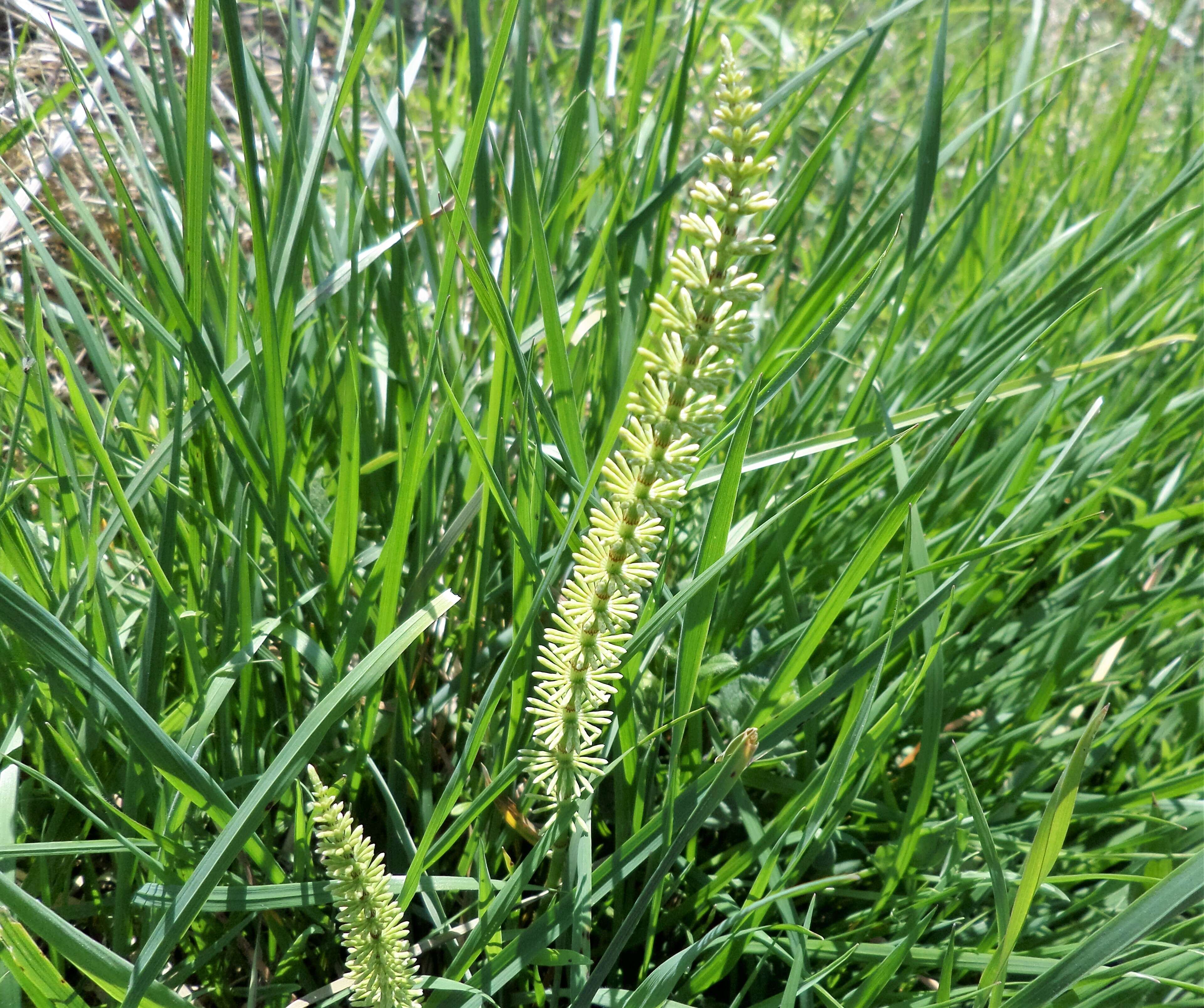 Слика од Equisetum sylvaticum L.