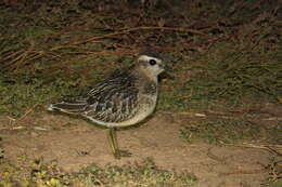 Imagem de Charadrius morinellus Linnaeus 1758