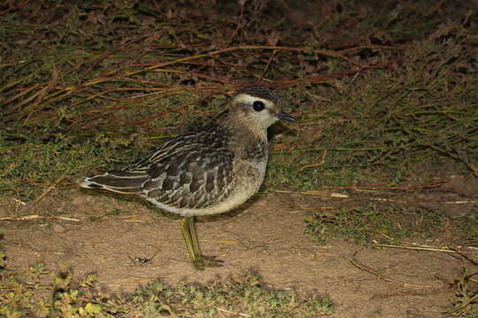 Imagem de Charadrius morinellus Linnaeus 1758