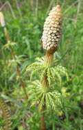 Слика од Equisetum sylvaticum L.