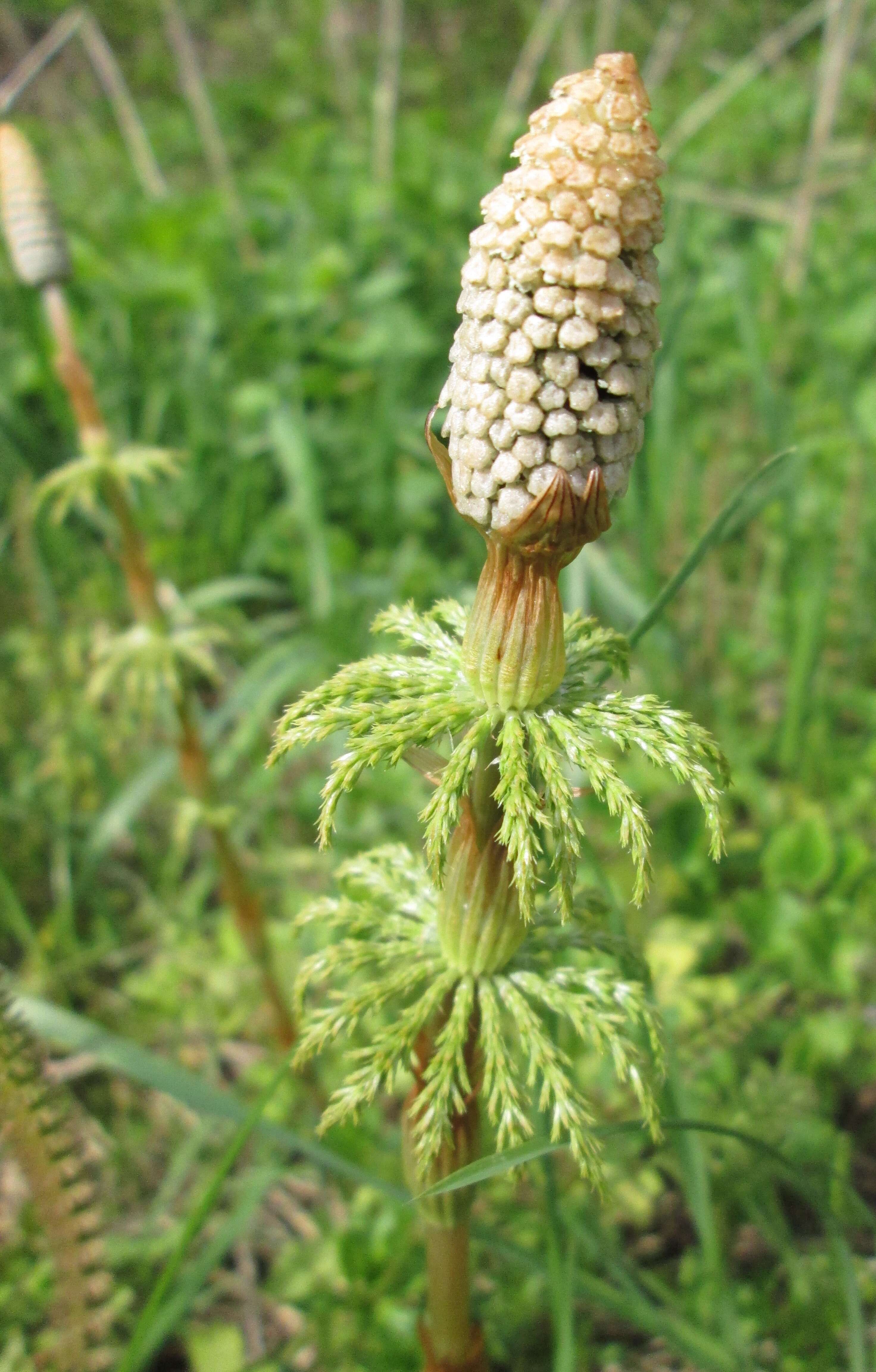 Imagem de Equisetum sylvaticum L.