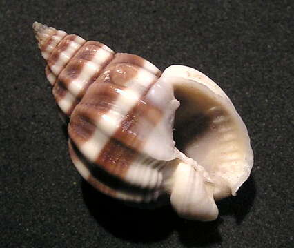 Nassarius stolatus (Gmelin 1791) resmi