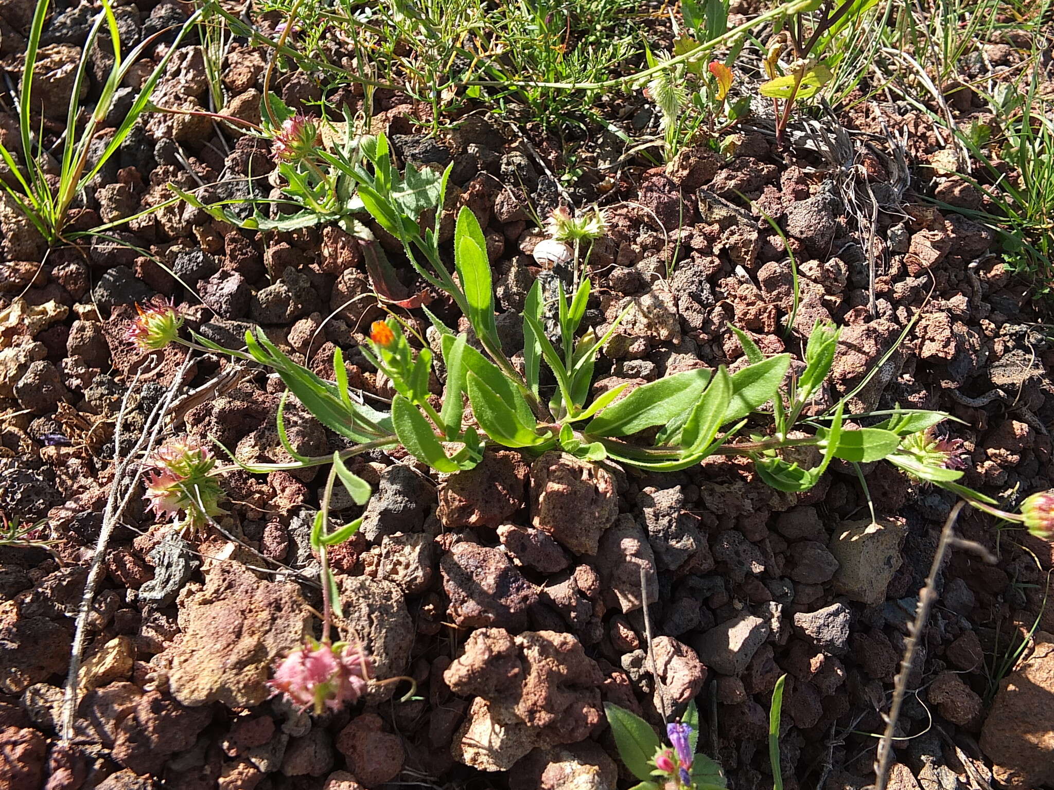 Imagem de Calendula tripterocarpa Rupr.