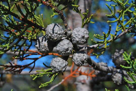 Cupressus bakeri Jeps.的圖片