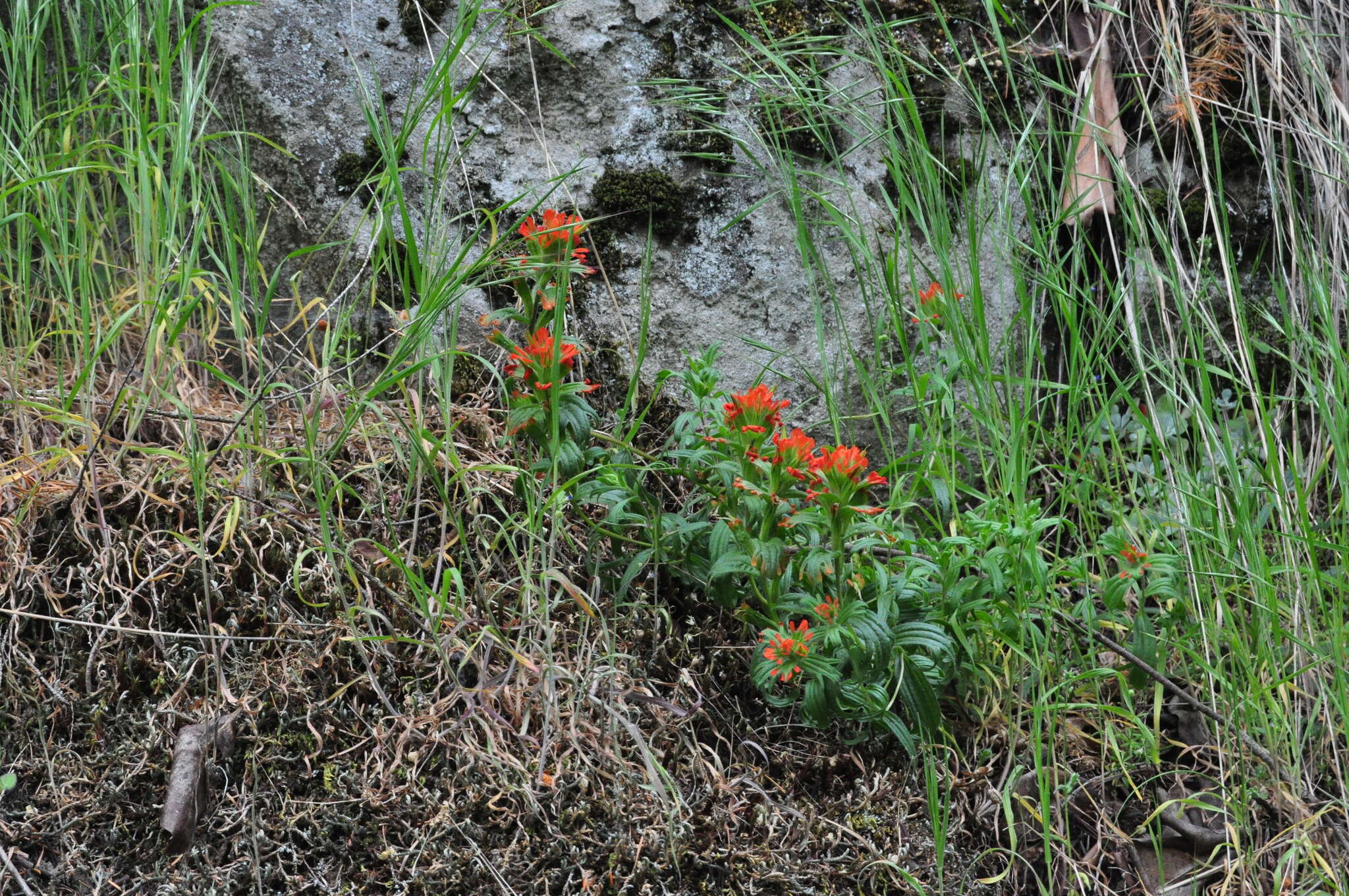 Image of harsh Indian paintbrush