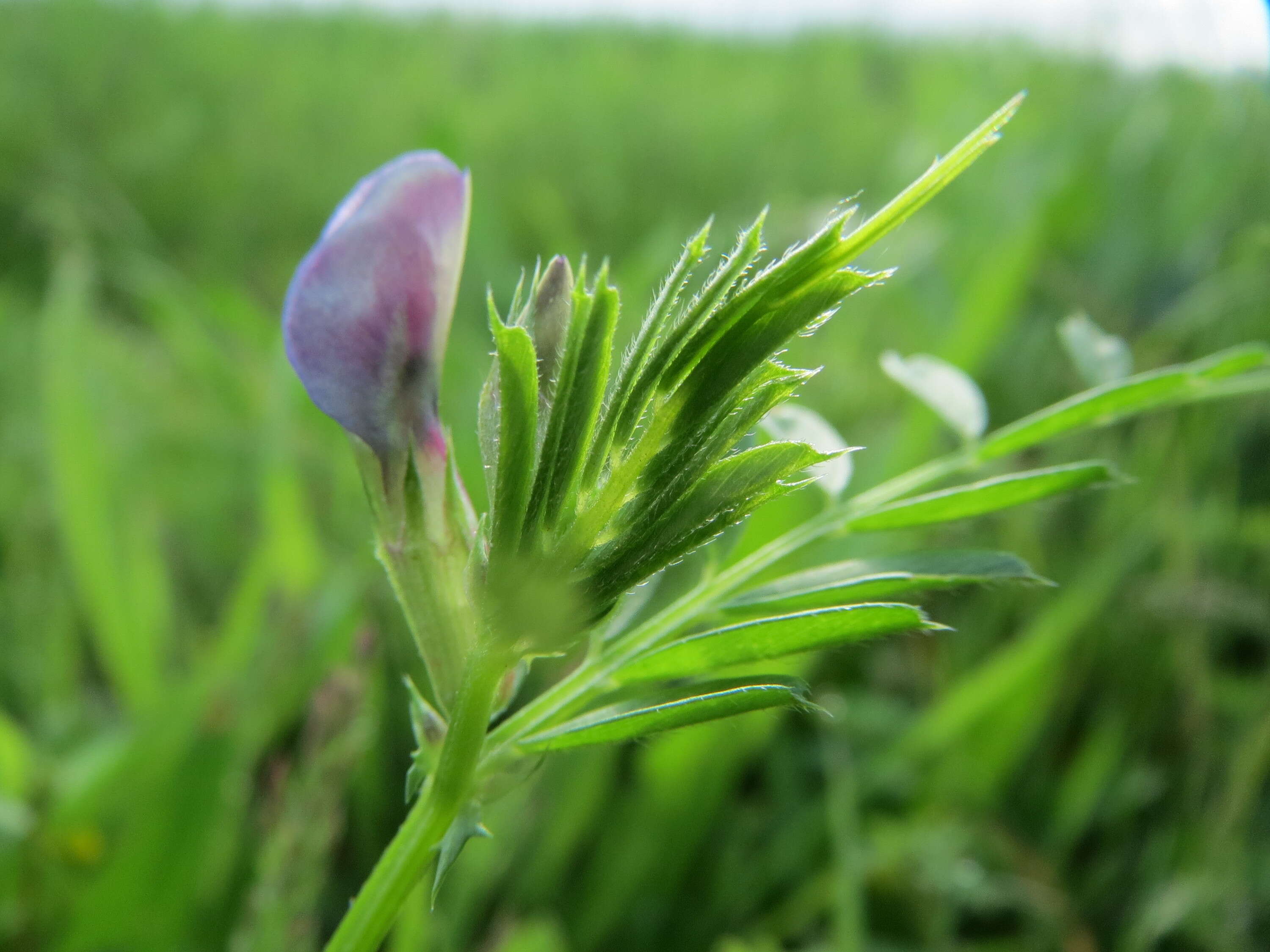 Image of bush vetch