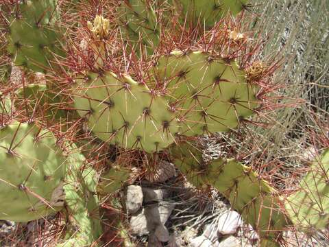 Image of pricklypear