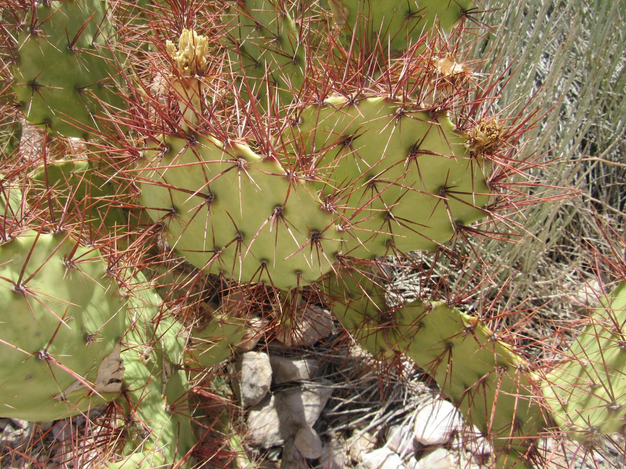 Image of pricklypear