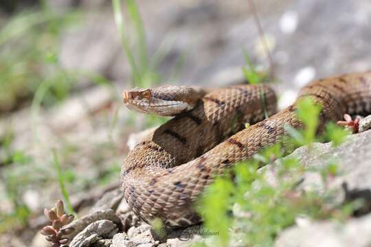 Sivun Vipera aspis francisciredi Laurenti 1768 kuva