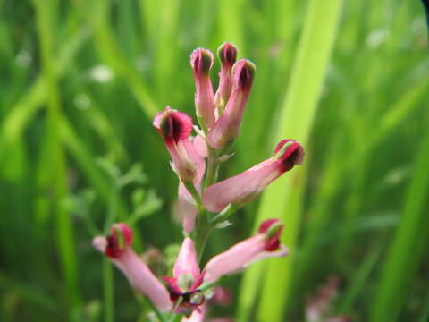 Plancia ëd Fumaria officinalis L.