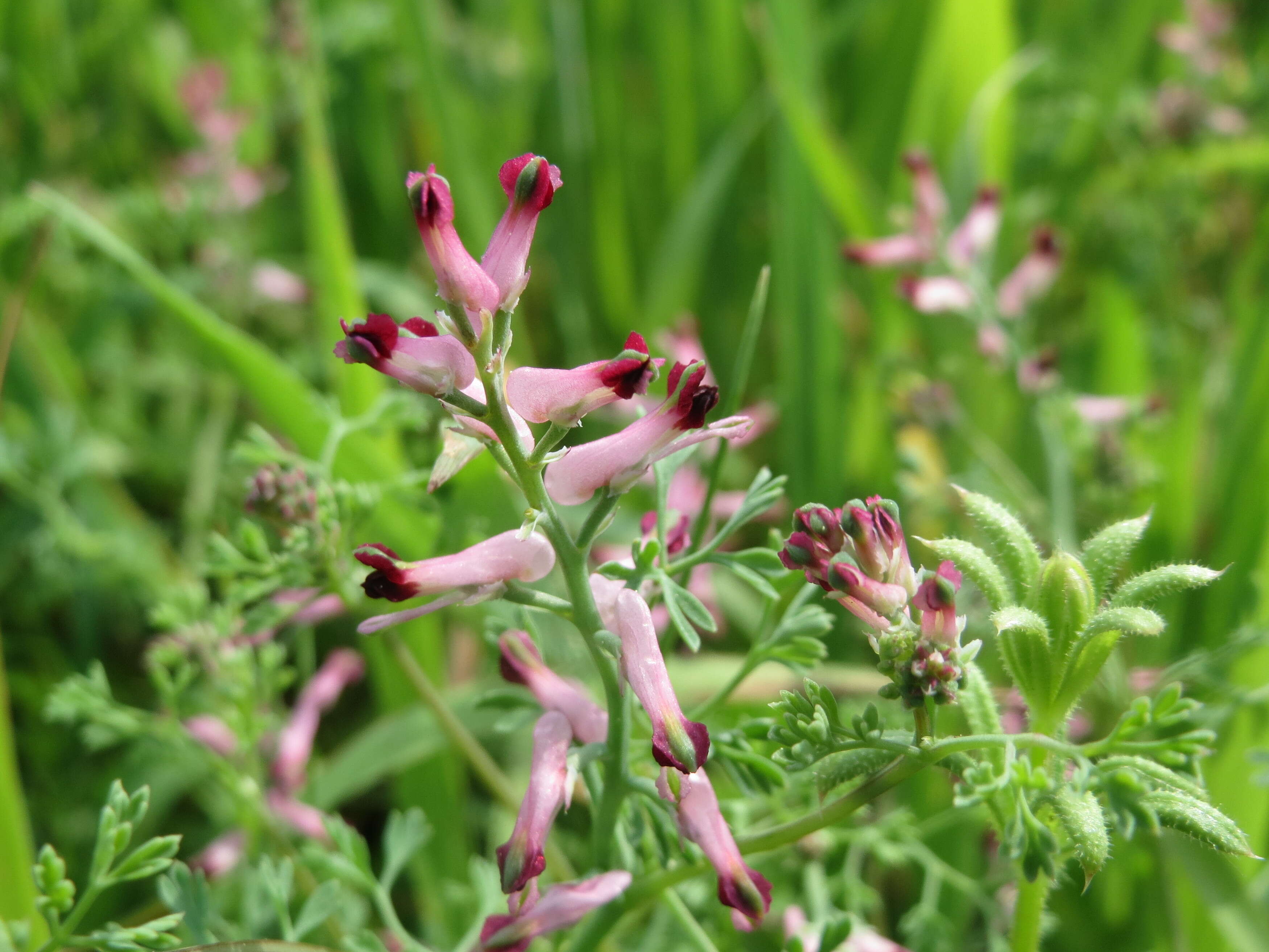 Plancia ëd Fumaria officinalis L.