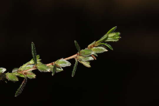 Image of Hibbertia hirsuta (Hook.) Benth.