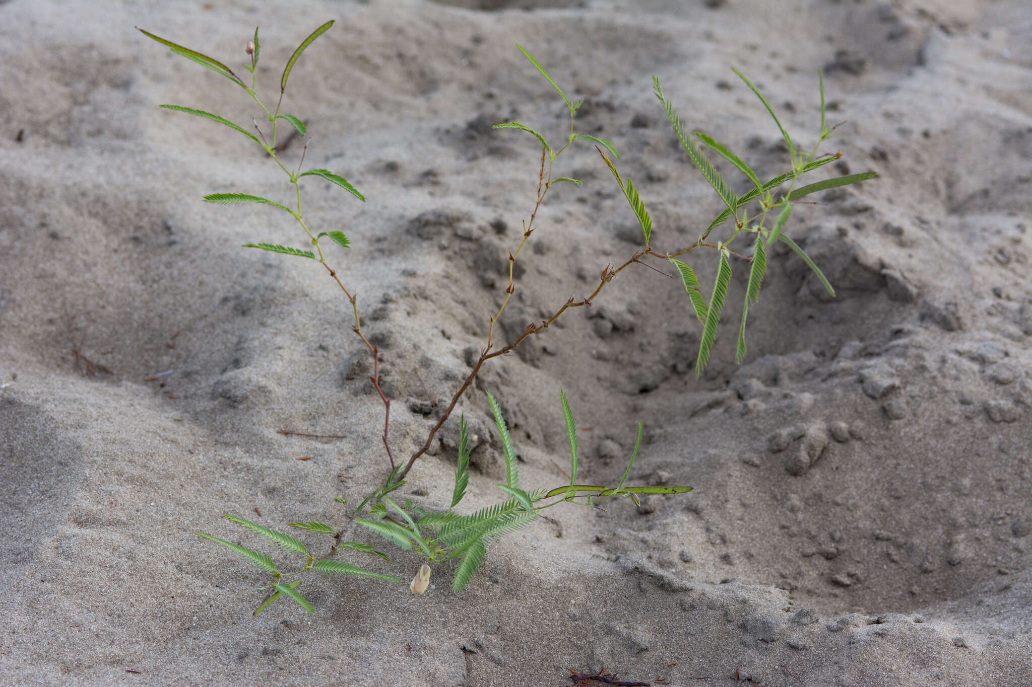 Image of Texas sensitive pea