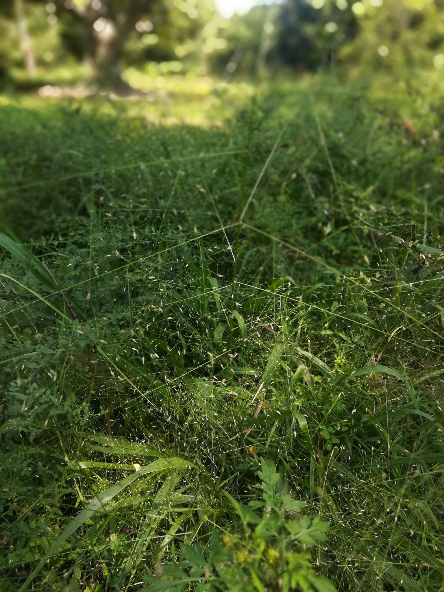 Image of Big-Top Love Grass