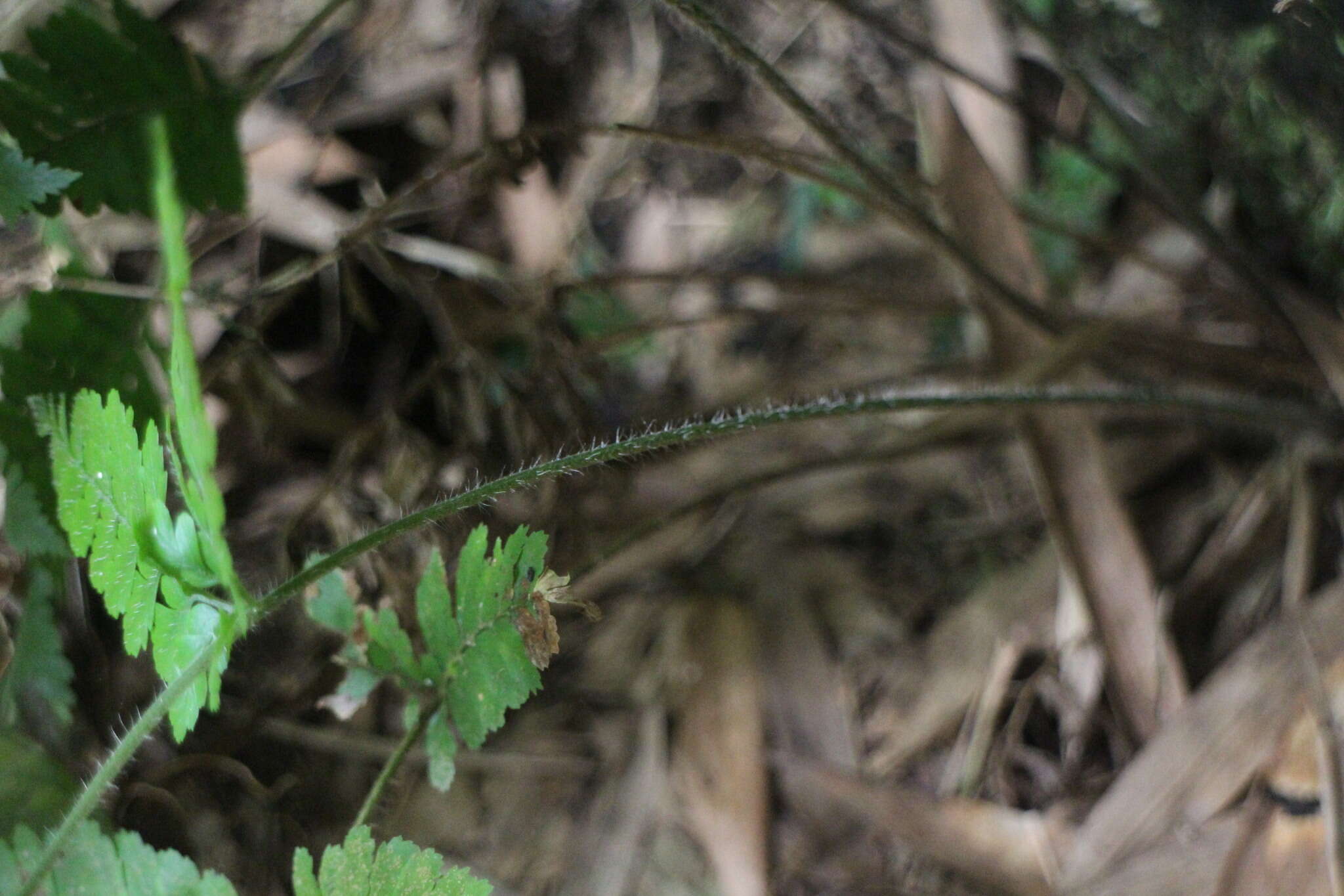 Image of Microlepia trichocarpa Hayata