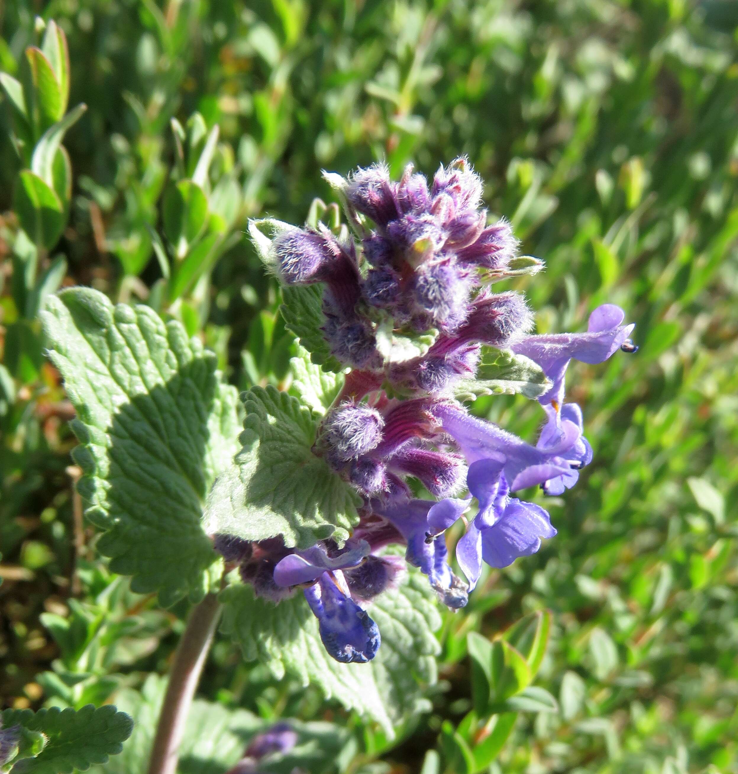 Image of raceme catnip