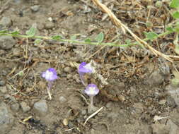 Image of Kickxia commutata subsp. graeca (Bory & Chaub.) R. Fernandes