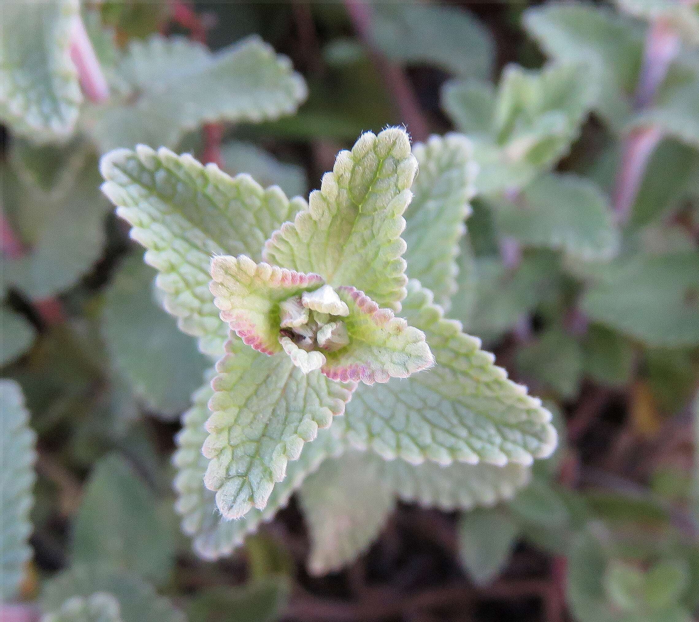 Image of raceme catnip