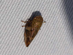 Image of European Alder Spittlebug