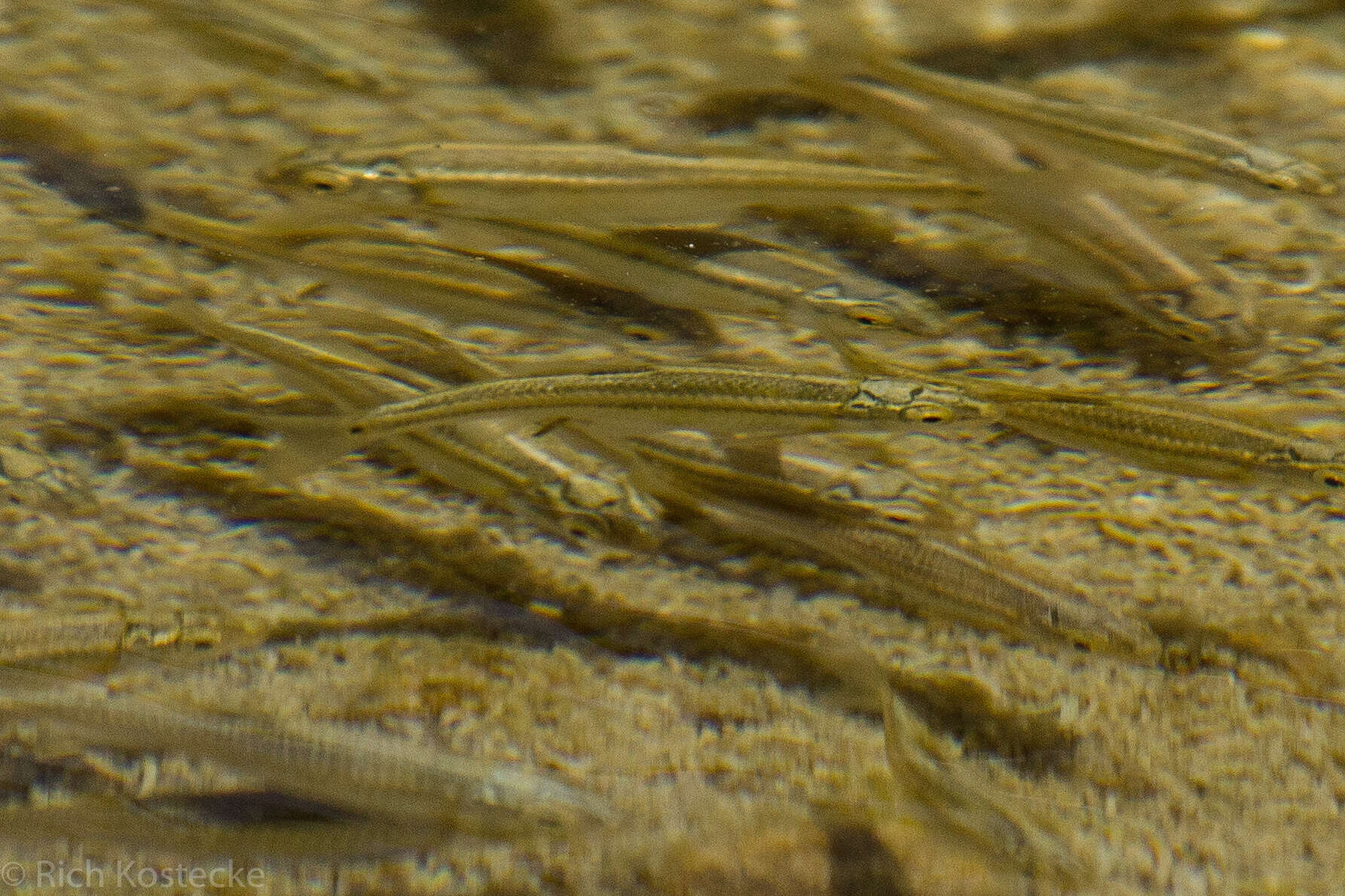 Image of Manantial roundnose minnow