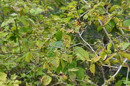 Image of Philadelphus tenuifolius Rupr. & Maxim.