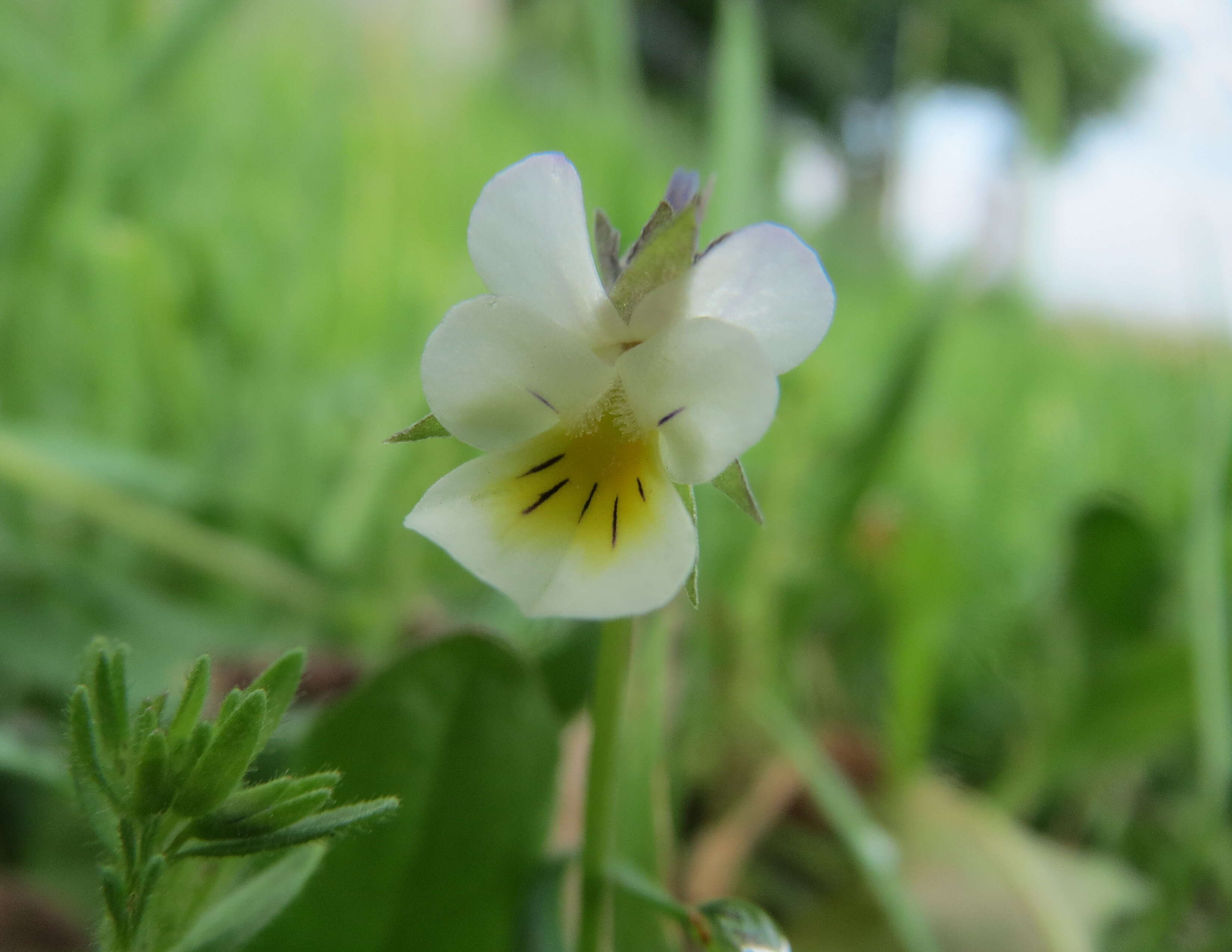 Слика од Viola arvensis Murray