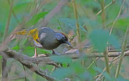 Image of Silver-eared Laughingthrush