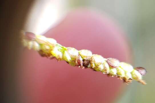 Image of Blodgett's Crown Grass