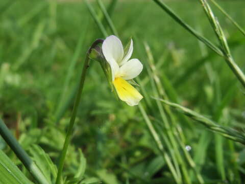 Слика од Viola arvensis Murray