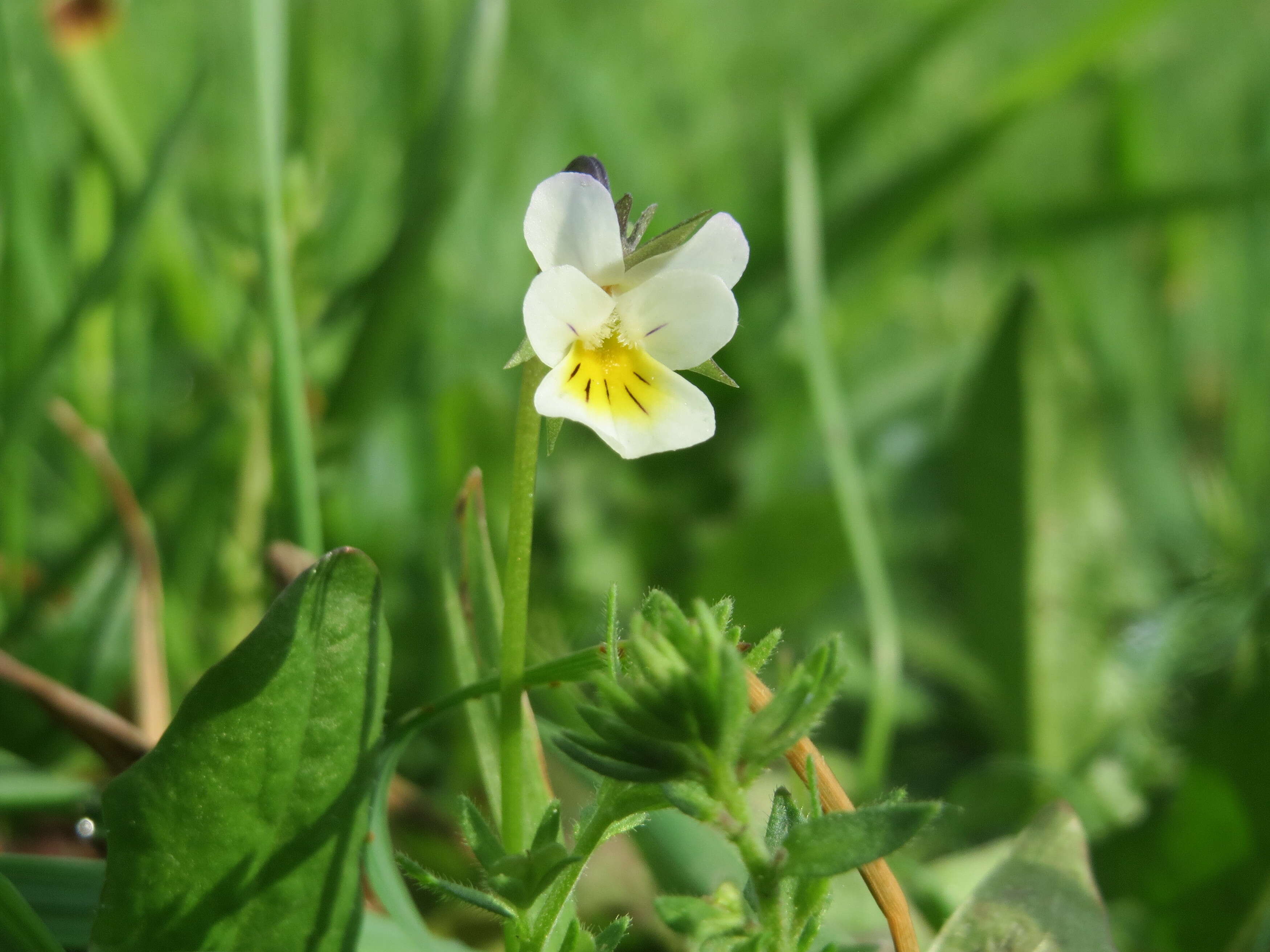 Слика од Viola arvensis Murray